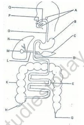 Cbse Class Biology Life Processes Nutrition Worksheet Set B